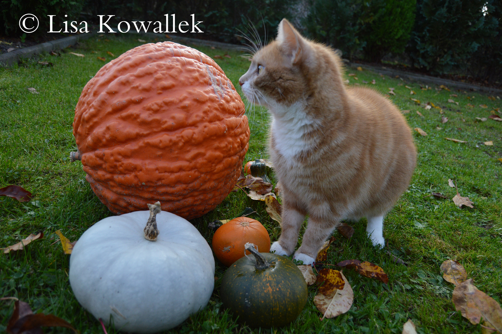 Kater im Herbst