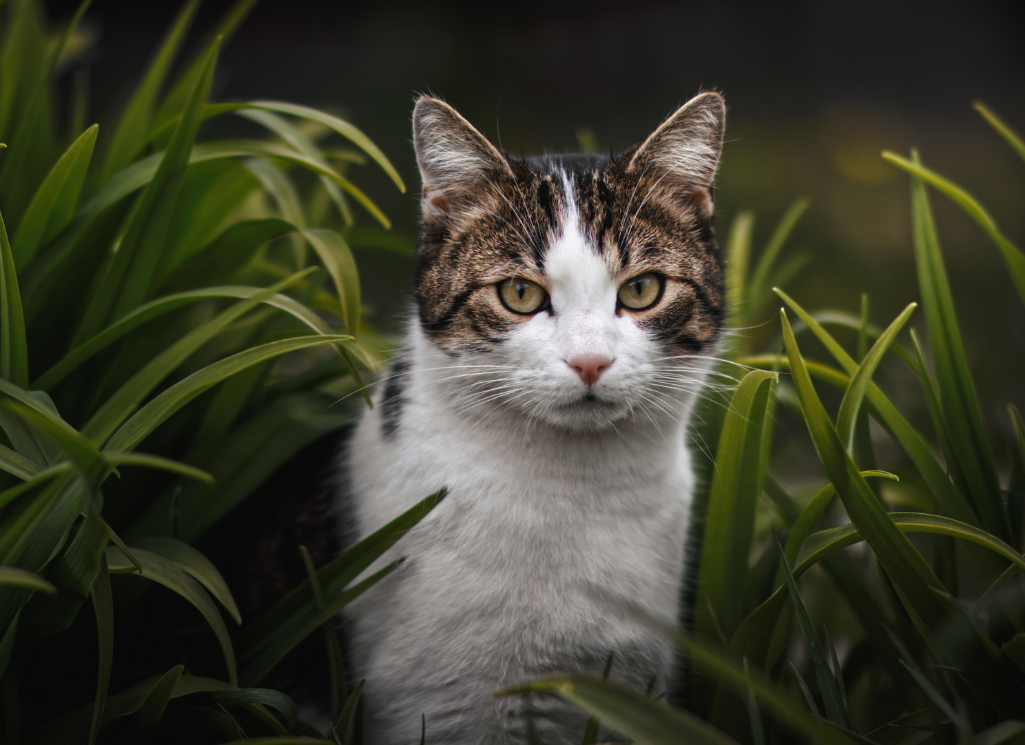 Kater im Jungle