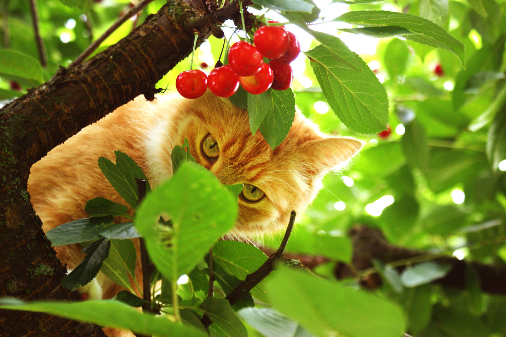 Kater im Kirschbaum