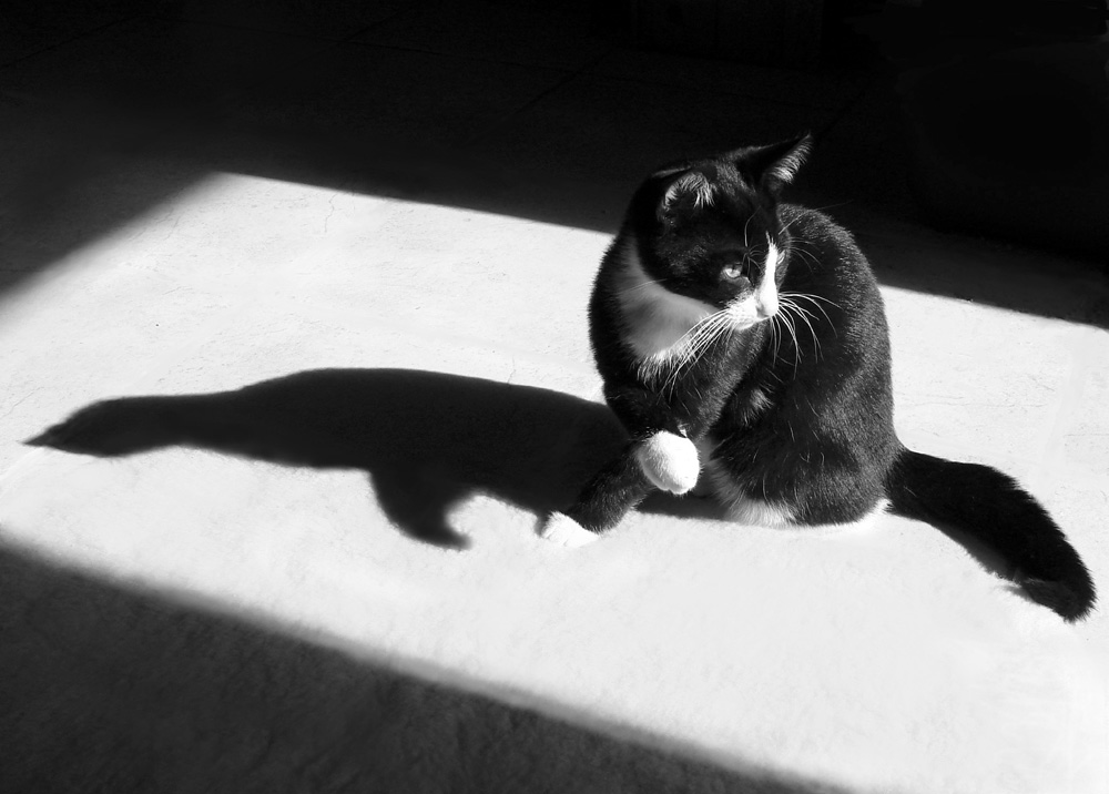 Kater im Licht