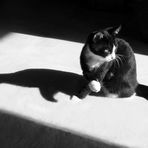 Kater im Licht