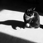 Kater im Licht