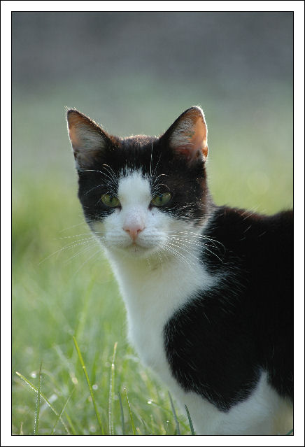 Kater im Morgengrauen