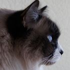 Kater im Profil 