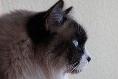 Kater im Profil 