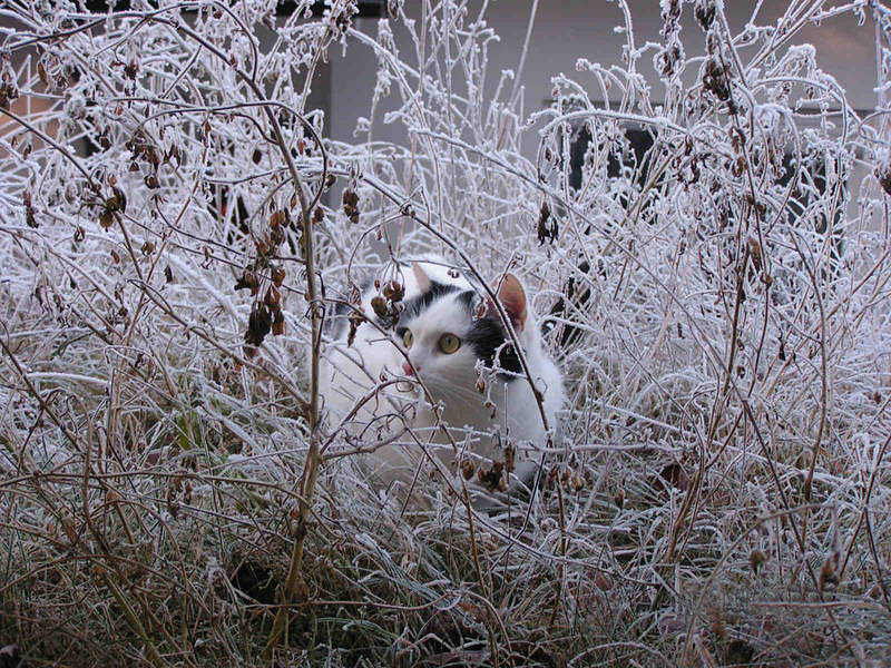 Kater im Raureif