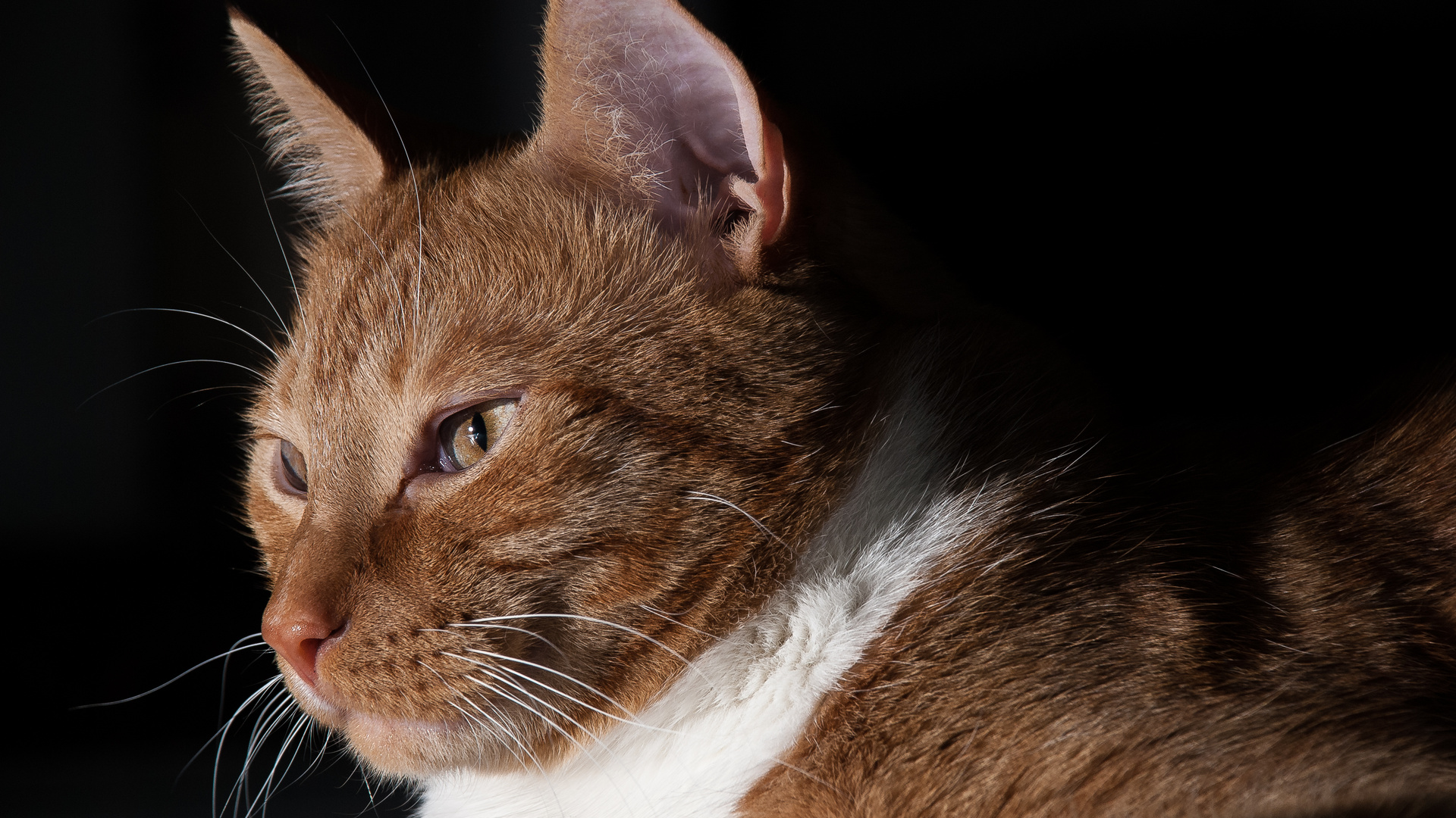 Kater im Scheinwerferlicht