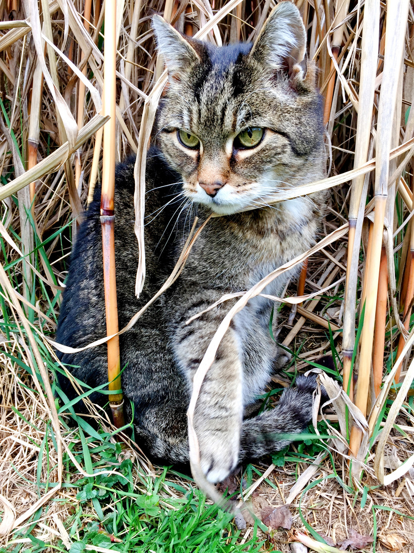 Kater im Schilf