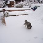 Kater im Schnee