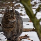 Kater im Schnee