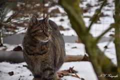 Kater im Schnee