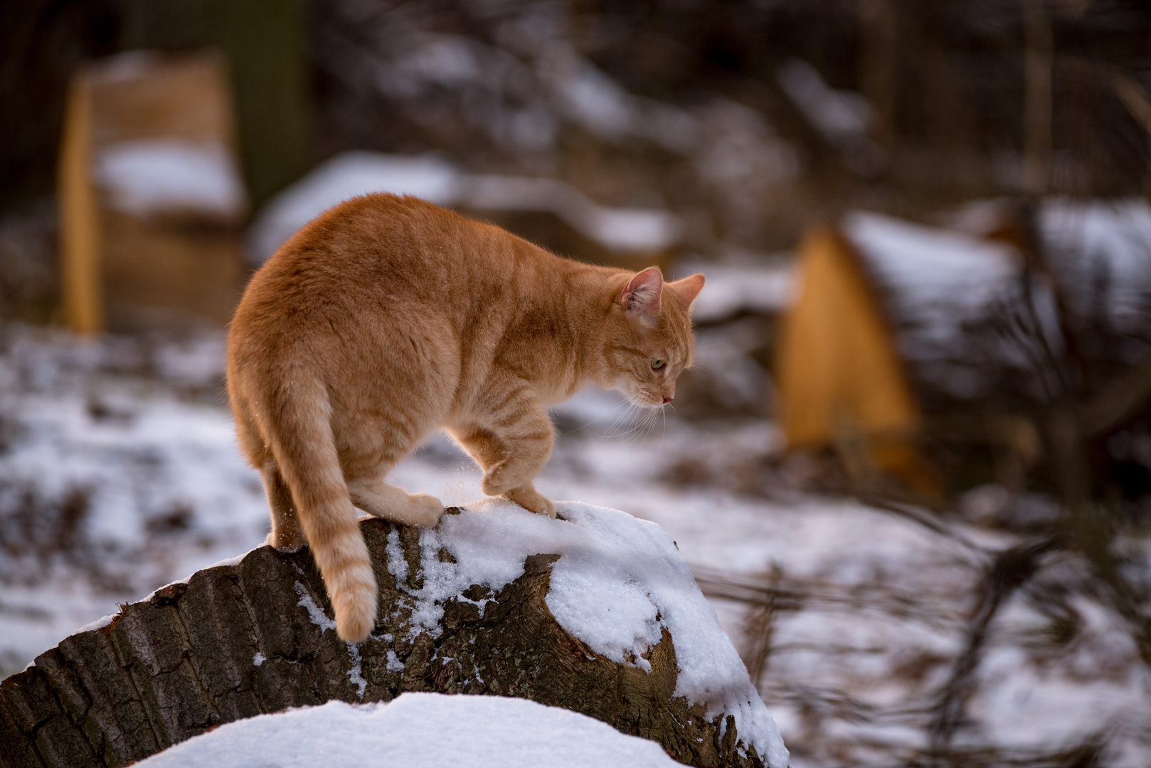 Kater im Schnee