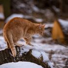 Kater im Schnee