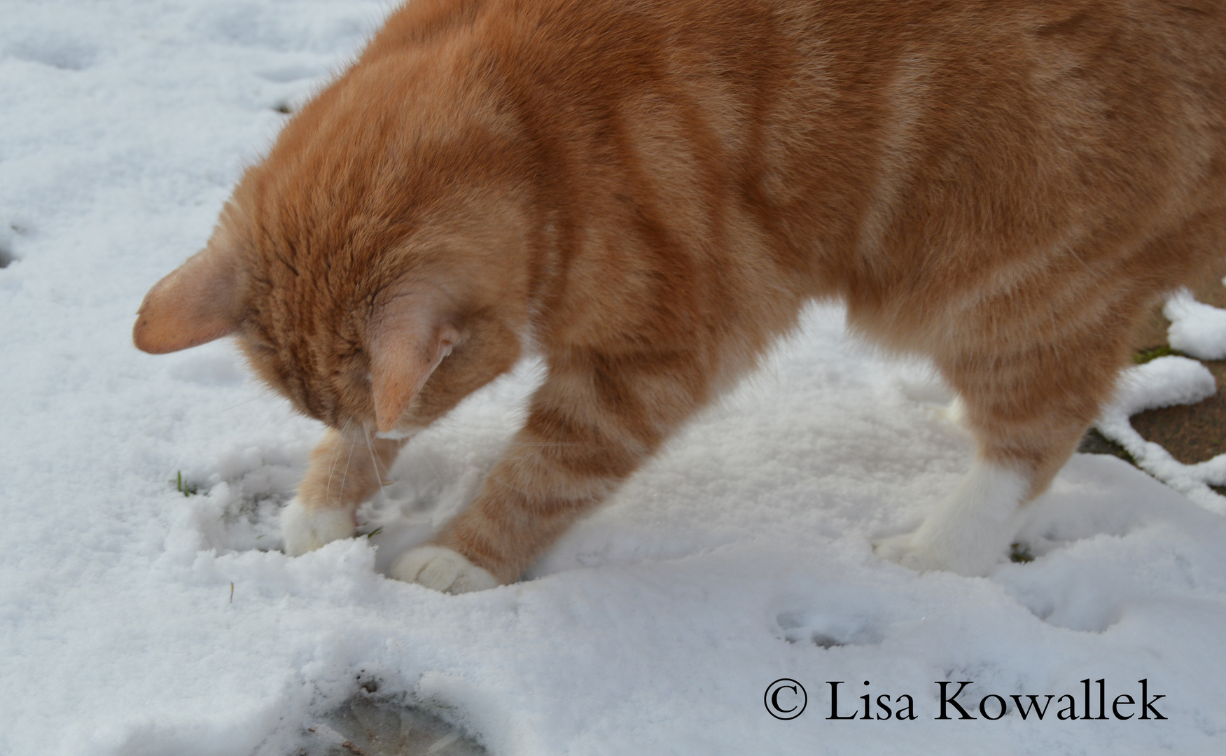 Kater im Schnee