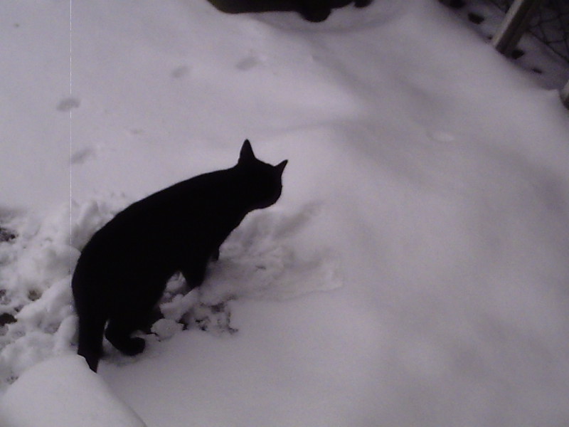 Kater im Schnee