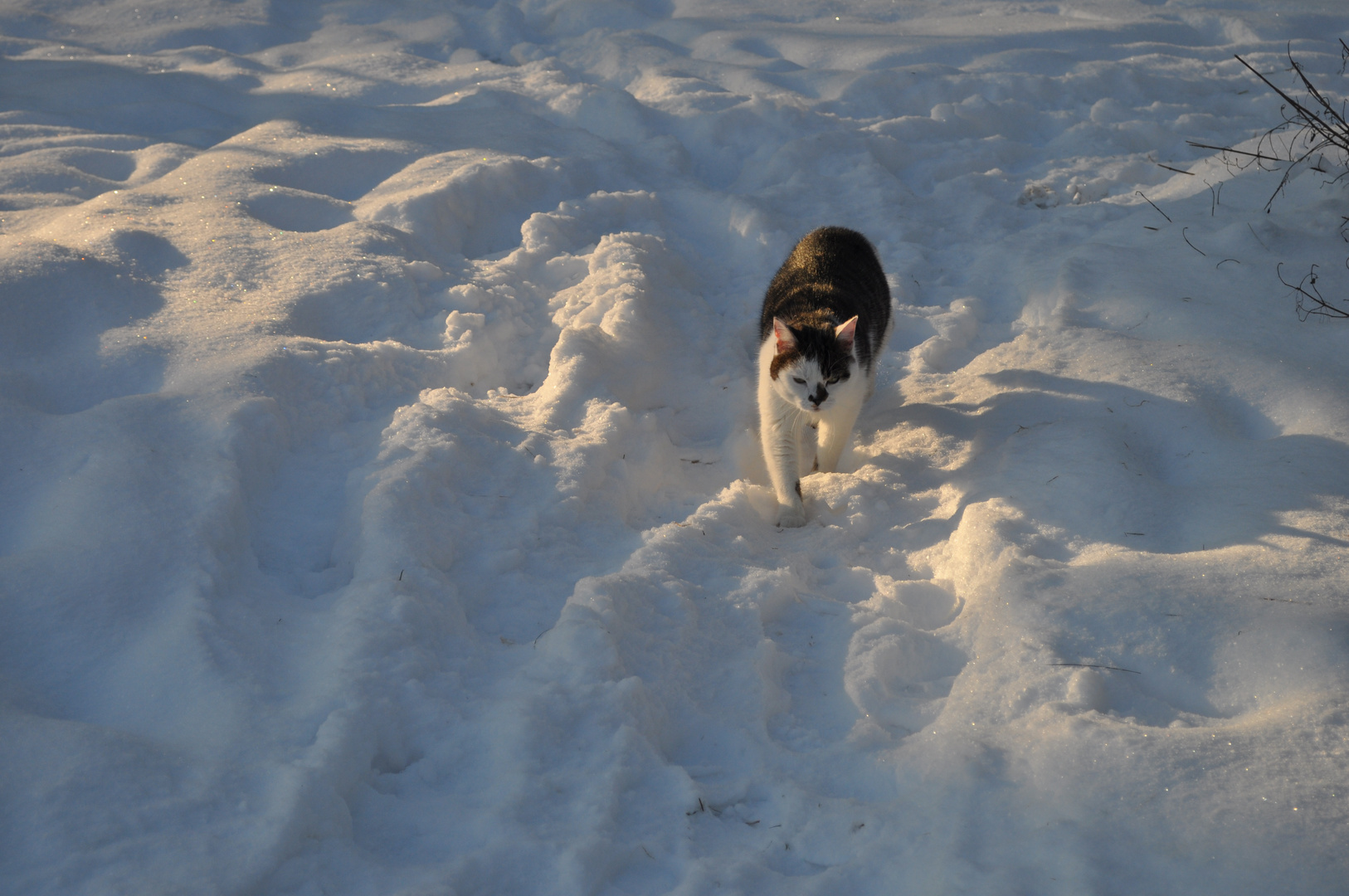 Kater im Schnee