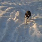 Kater im Schnee