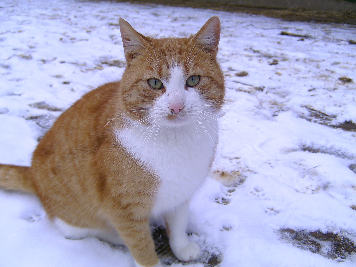 Kater im Schnee