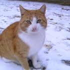 Kater im Schnee