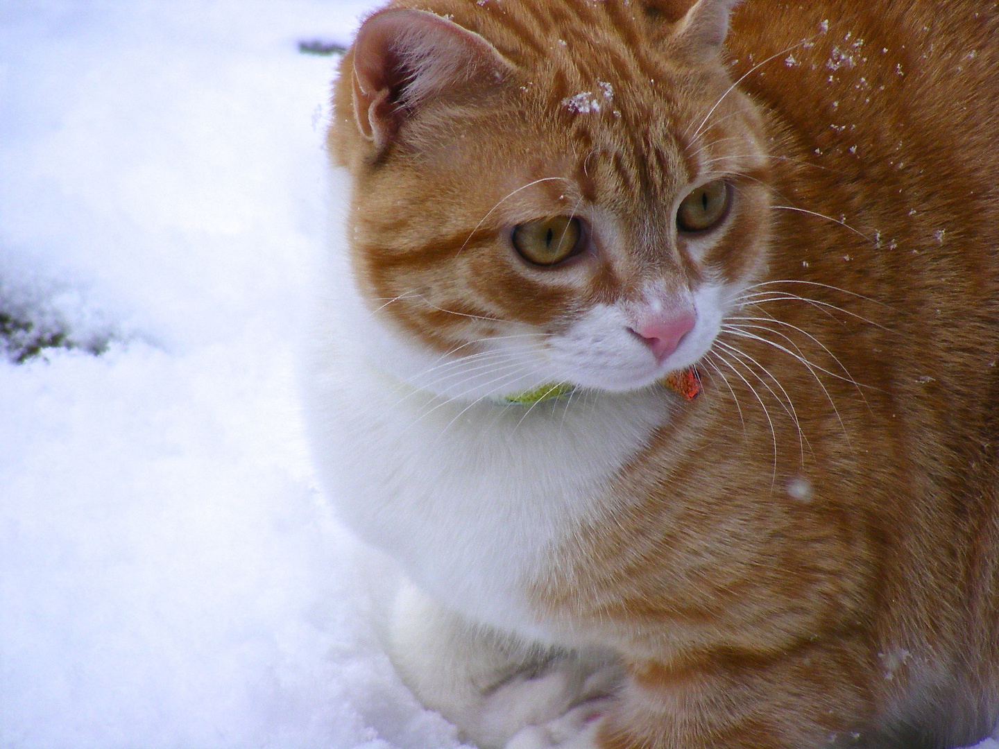 Kater im Schnee