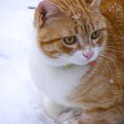 Kater im Schnee