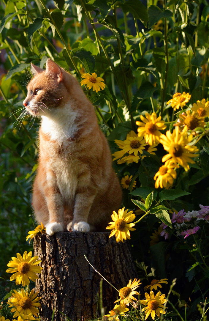 Kater im Sommer