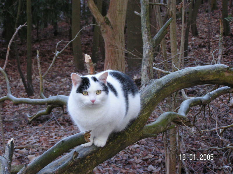 Kater im Wald