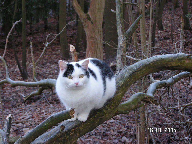 Kater im Wald Foto & Bild tiere, haustiere, katzen Bilder auf