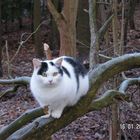 Kater im Wald