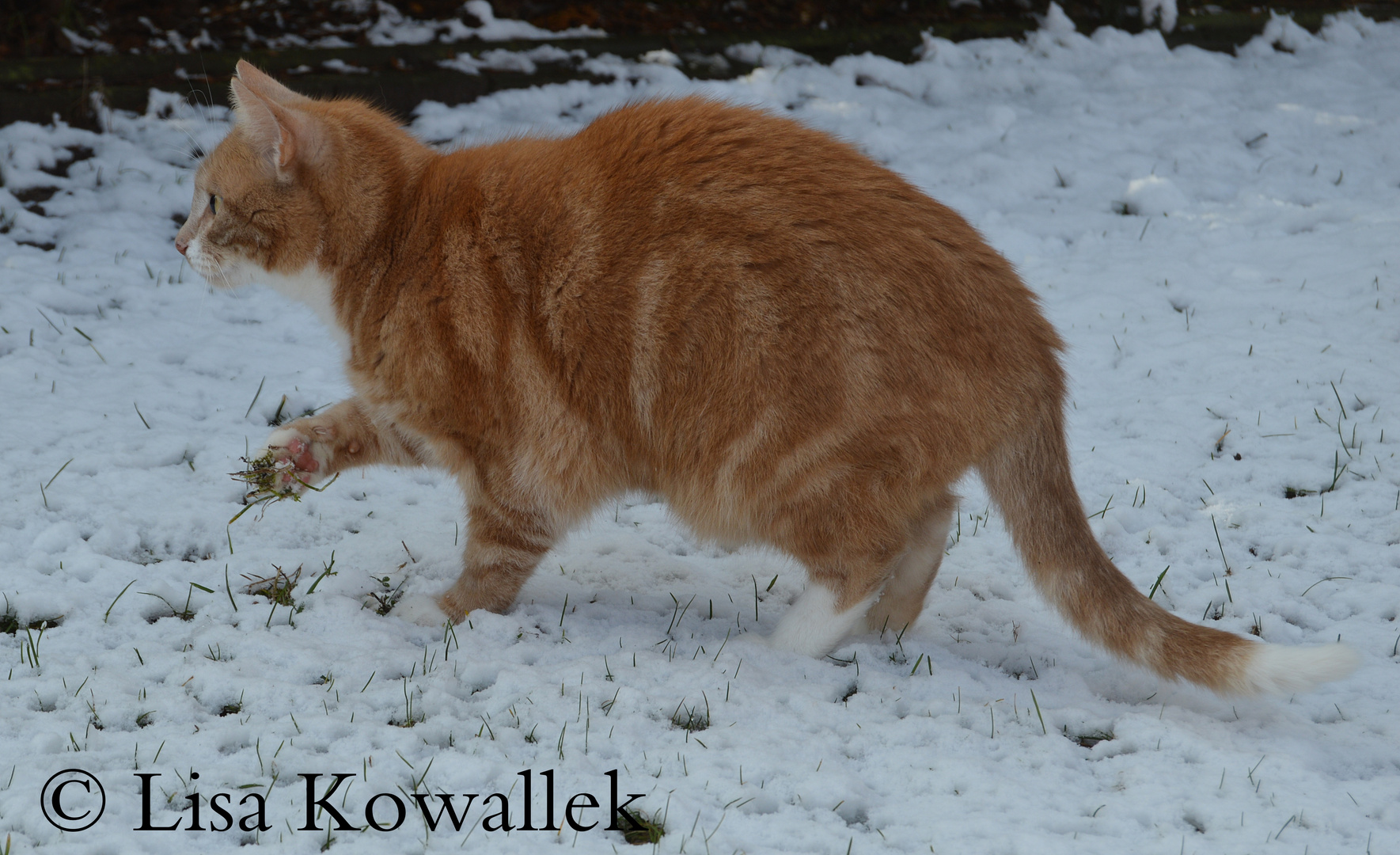 Kater im Winter