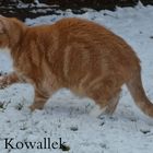 Kater im Winter