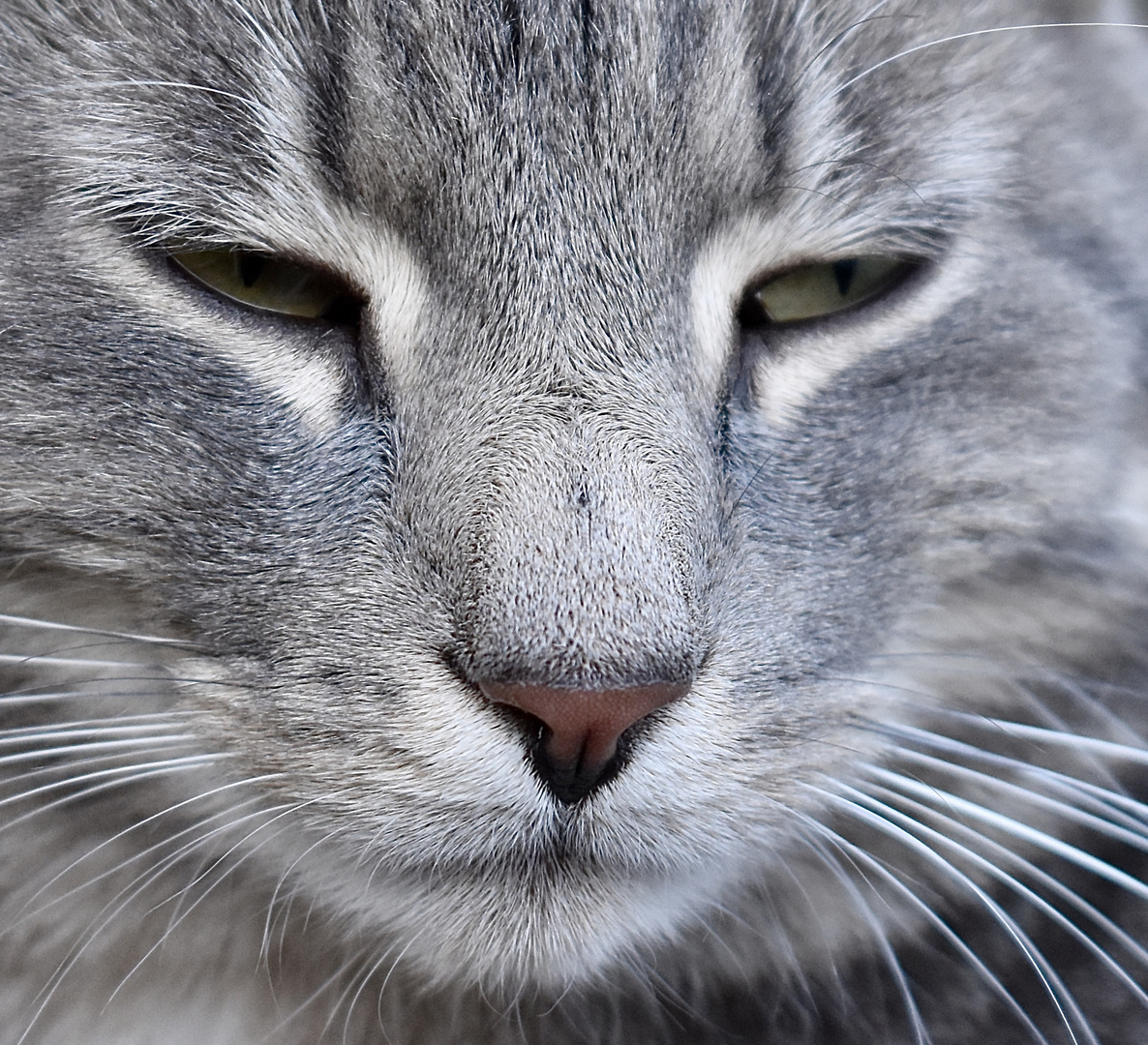 Kater in Abendstimmung