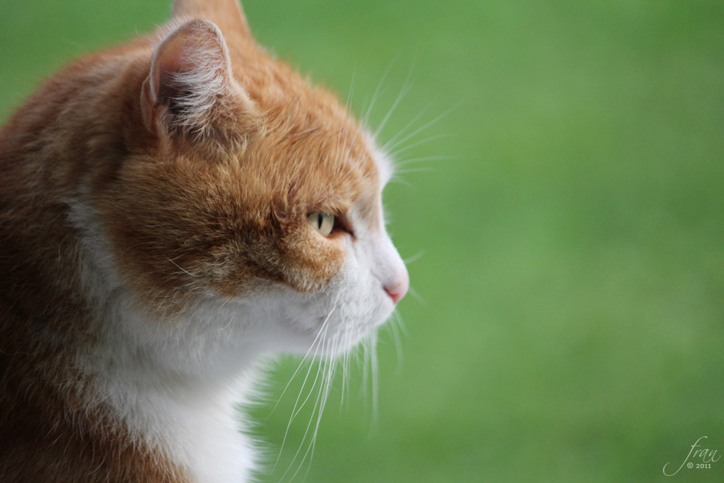 Kater in der Abendsonne