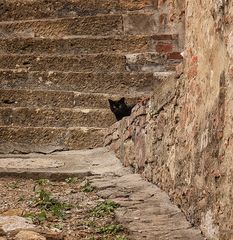 Kater in Montepulciano