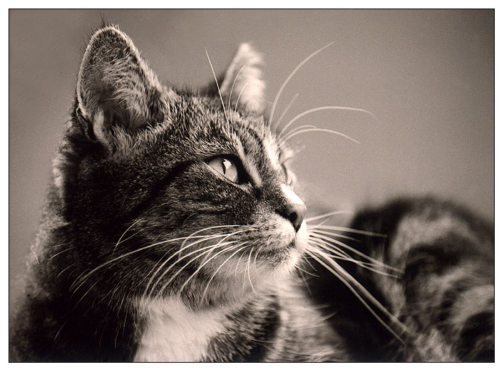 Kater in Sepia II