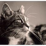 Kater in Sepia II