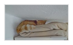 Kater Jan auf dem IKEA Kleiderschrank unter und auf unserer Decke