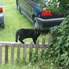 Kater "Jimmy" beim Morgenspaziergang