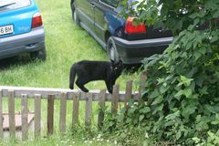 Kater "Jimmy" beim Morgenspaziergang