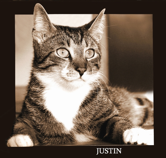 Kater Justin