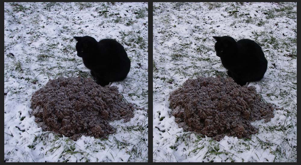 Kater lauert auf Maulwurf