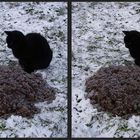 Kater lauert auf Maulwurf