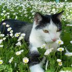 Kater Lebo in der Gänseblümchenwiese