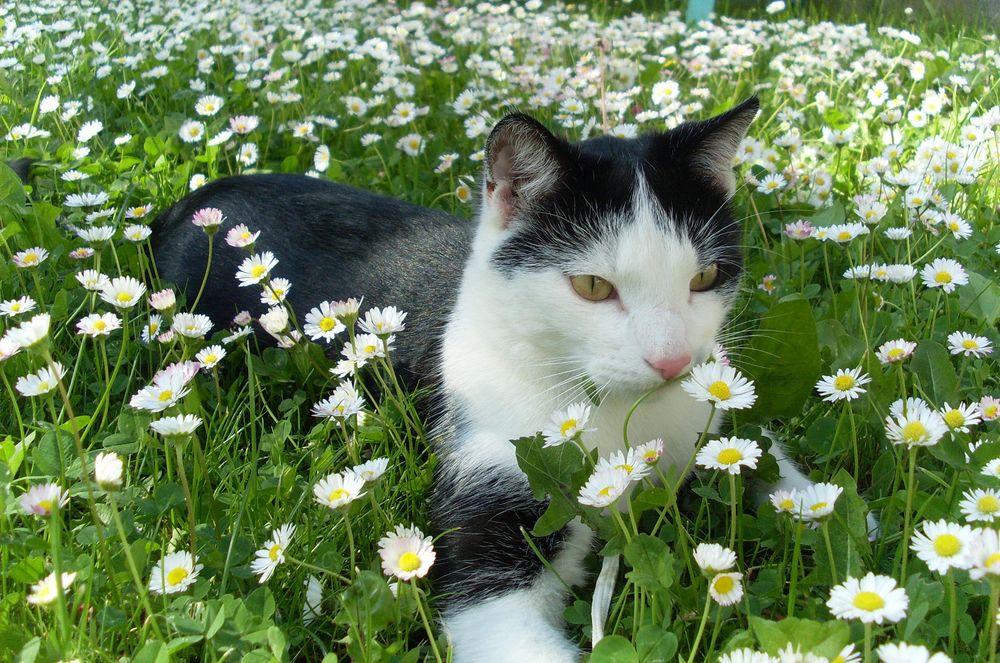 Kater Lebo in der Gänseblümchenwiese