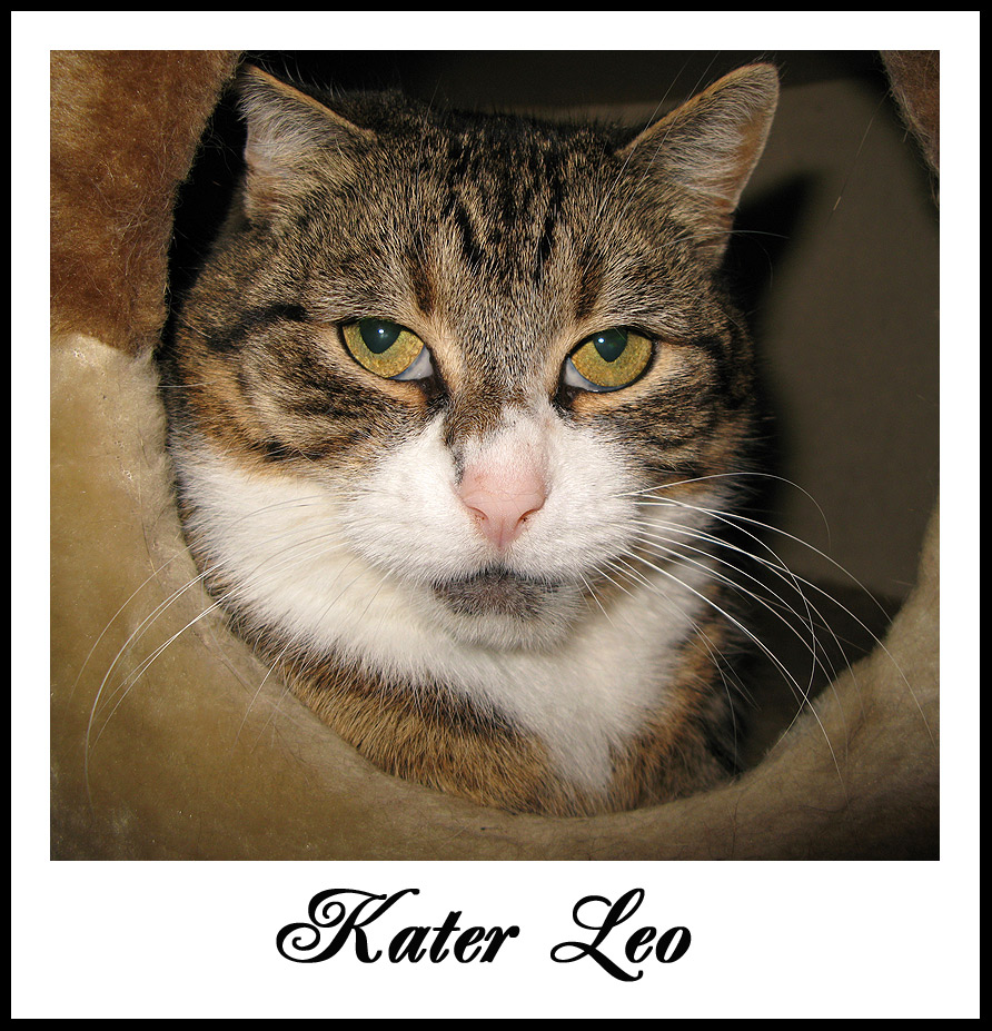 Kater Leo