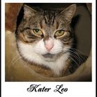 Kater Leo