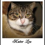 Kater Leo