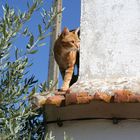 Kater Leo im Alentejo (2)