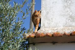 Kater Leo im Alentejo (2)