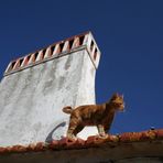 Kater Leo im Alentejo